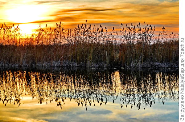 Стена из камыша