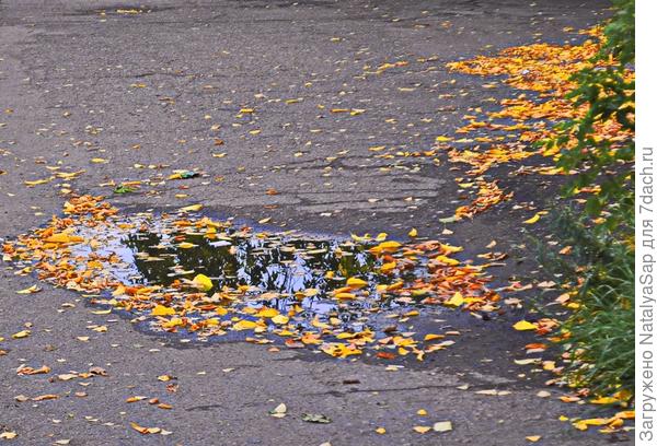 В золотой осенней рамке