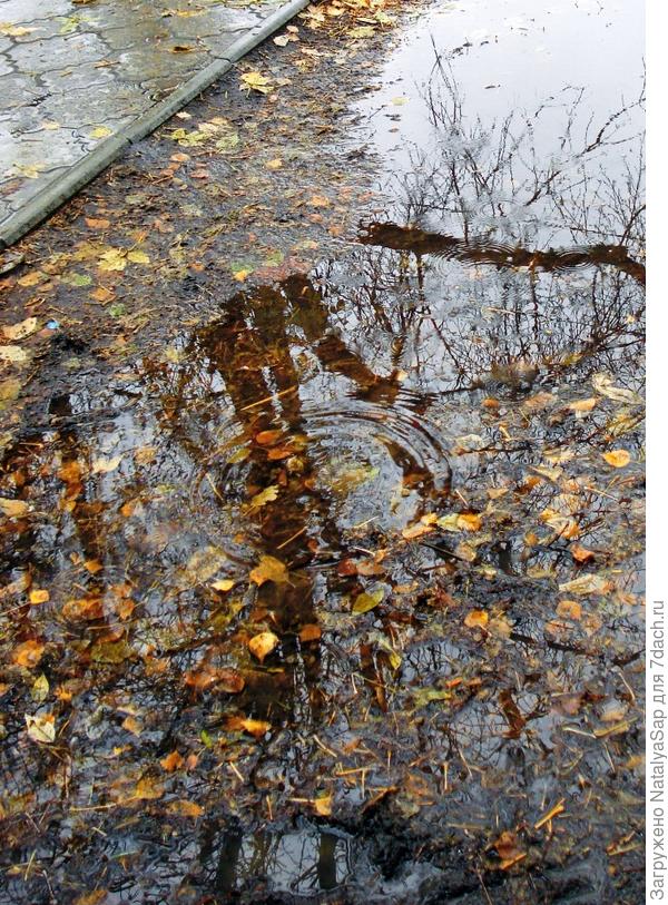 Осень под ногами