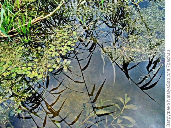 Картинка водной жизни с отражениями