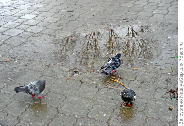 Голодно птичкам, только голые деревья в луже отражаются...