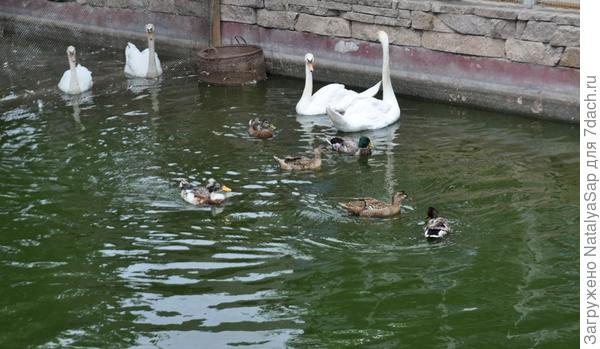 Водоплавающие в пруду