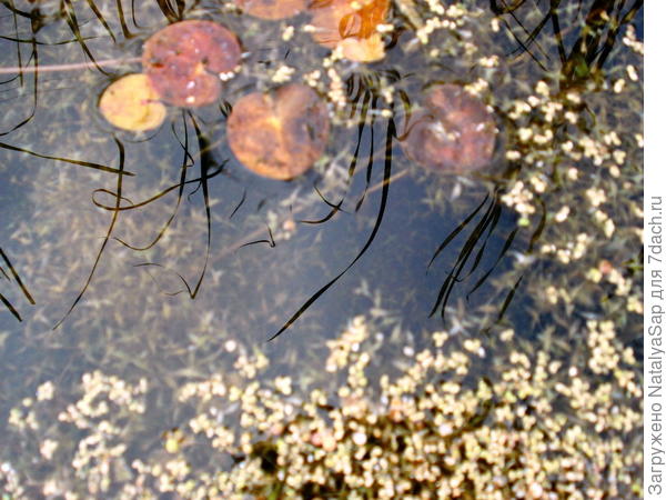 Зеркальце среди ряски