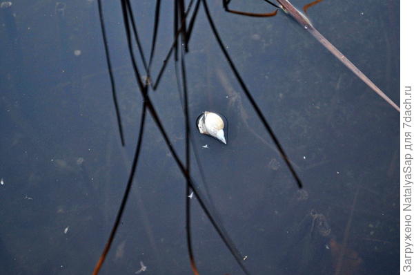 Ракушка среди отражений