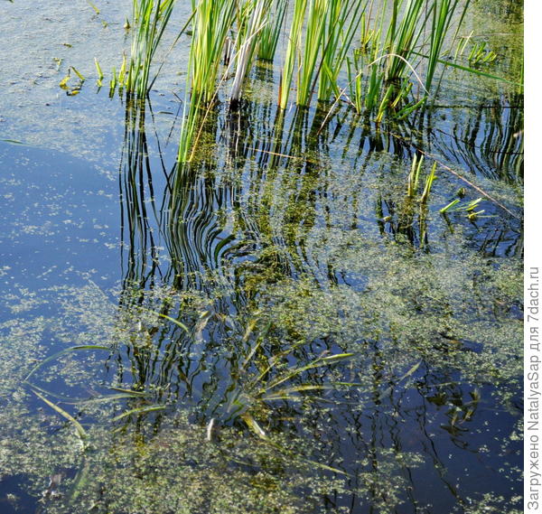 Тонкой кистью по воде