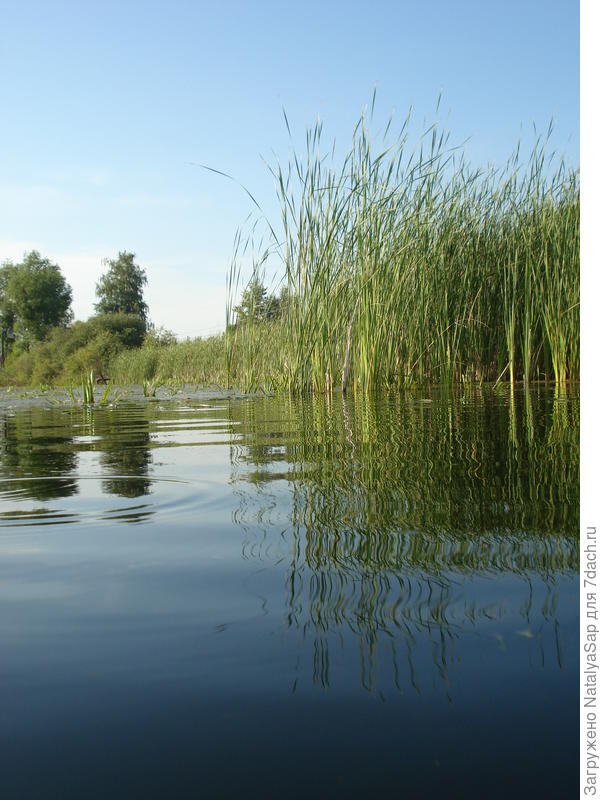 Волнистое отражение