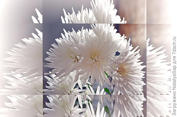 *Нету никаких проблем, кроме этих хризантем...*