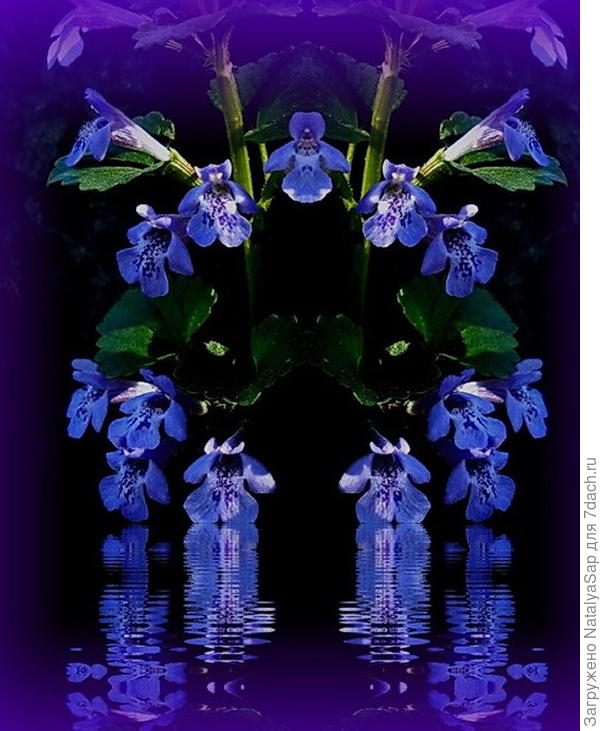 Цветочный хоровод