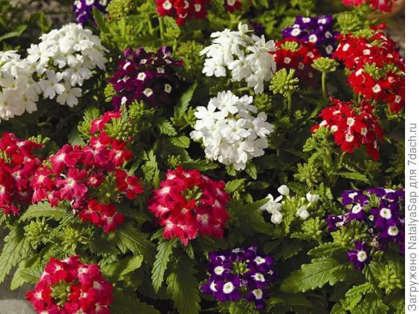 Вербена для Вербены