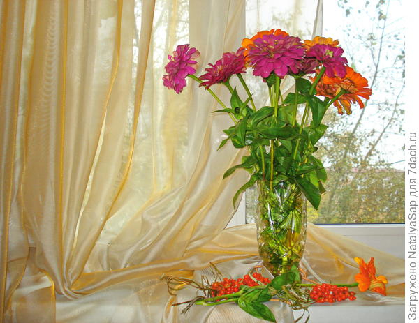 Осень на подоконнике