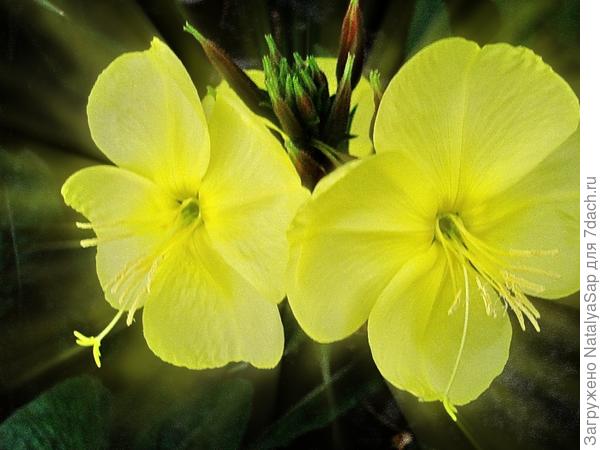 Лунный свет от энотеры ( у нас этот цветок называют лунник, потому что раскрывается тогда, когда луна на небо всходит)