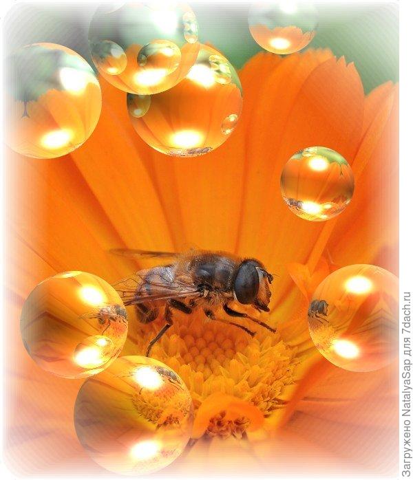 Жаркое лето рабочей пчелы