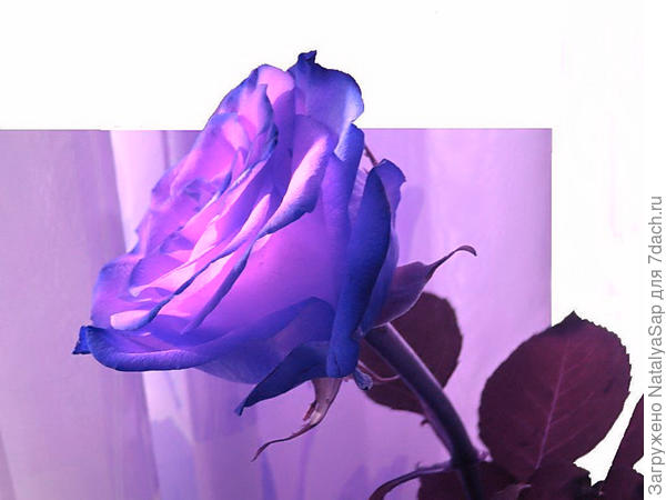 Фантазия для розы