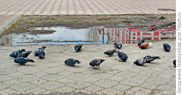 Город кормит!