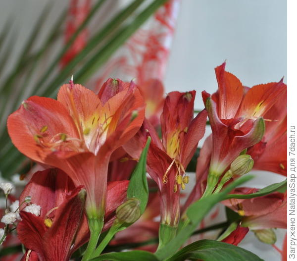 Для Тани красное пламя цветов!