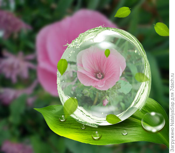 У меня в садочке