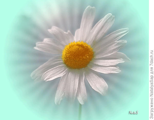 Легкомысленная ромашка