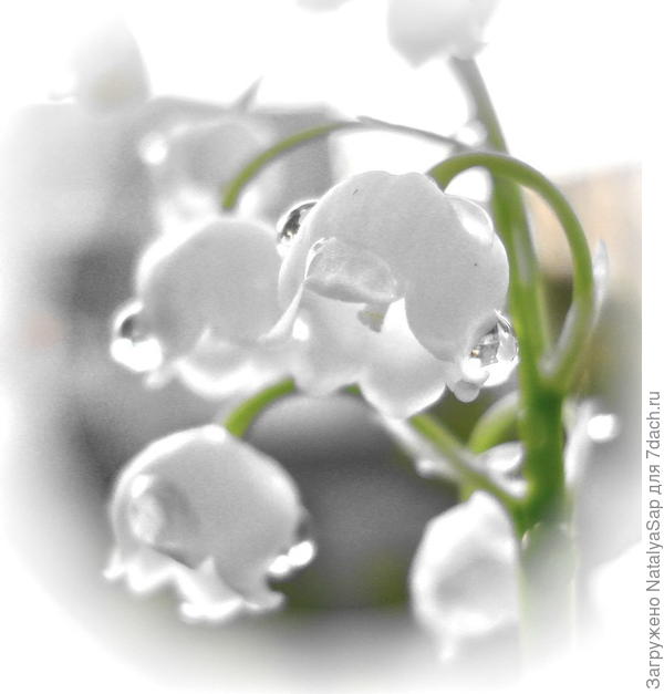 Слёзы весны