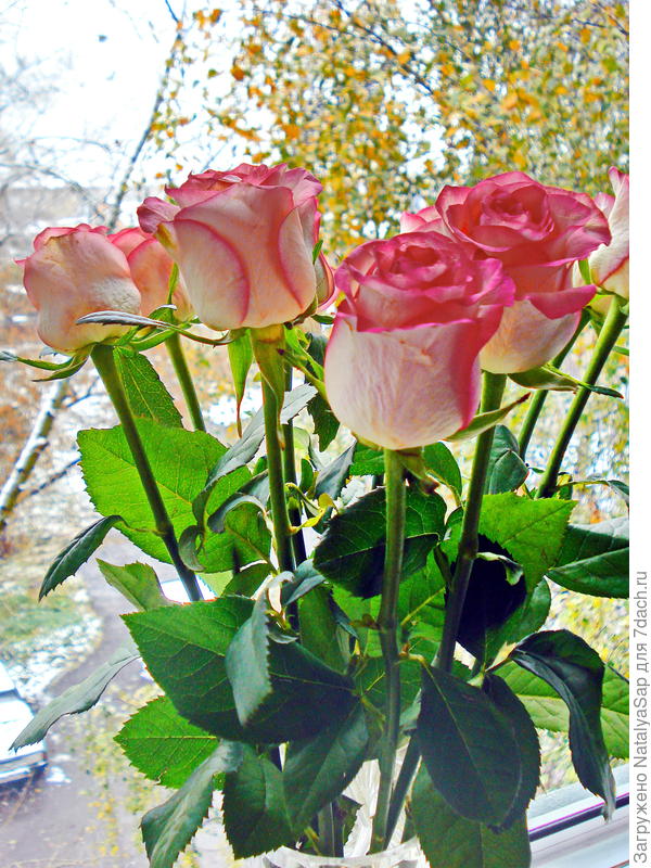 Для вас осенние розы
