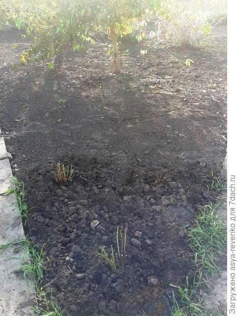 пионы под шелковицей