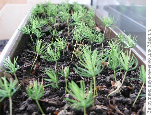 фото из интернета