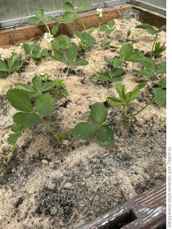 Зацвела гораздо раньше чем на улице