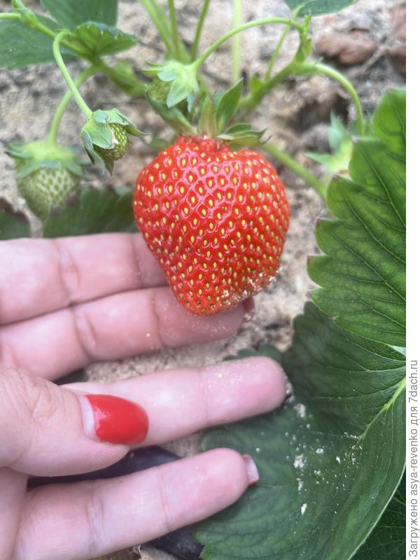 Первые ягодки не заставили себя ждать