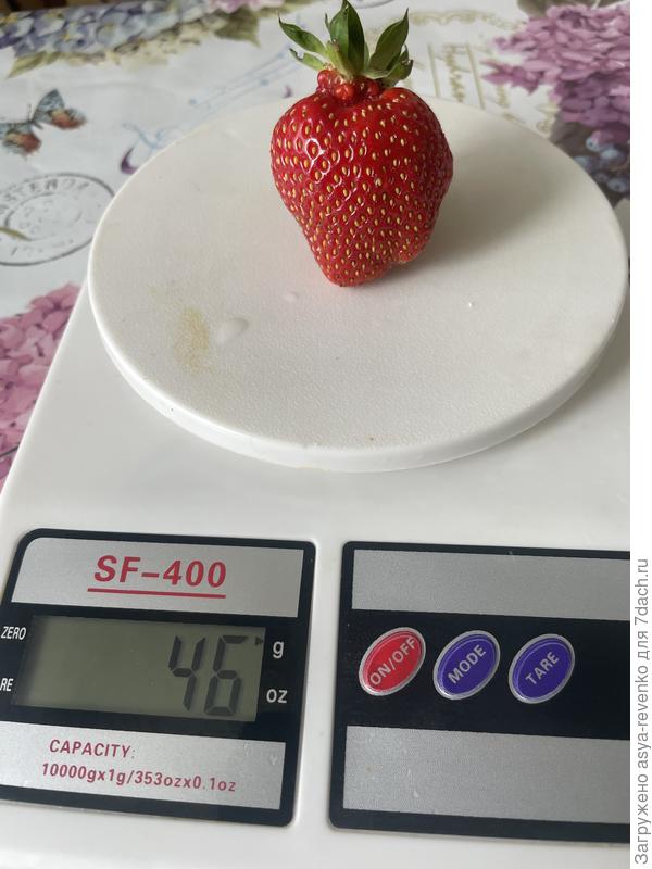 Моя чудо ягодка