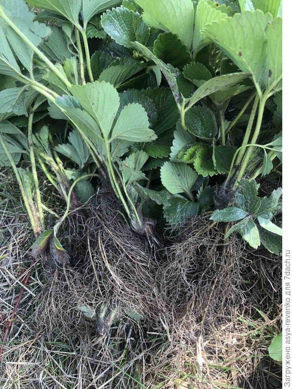 Саженцы взяла с моей грядки на улице