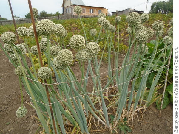 Семена лука-чернушки