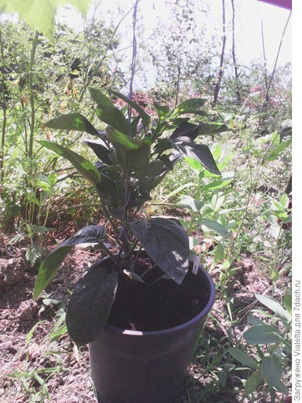 пересаженное