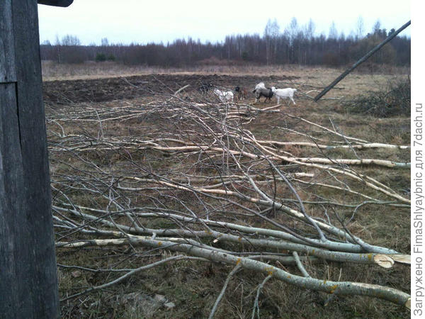Осень 2014 года, козы в составе 5 голов
