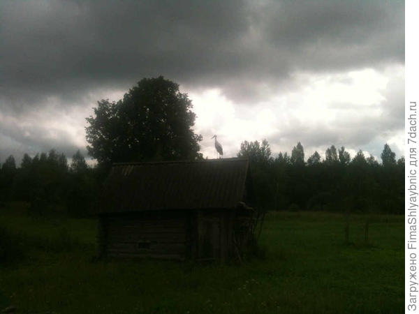 Аист на крыше бани