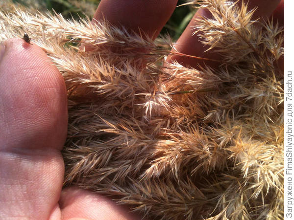 Колосок болотной травы