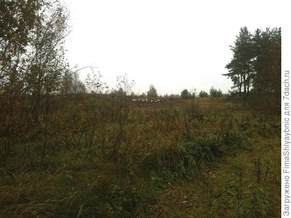 Вид на коз на Сосновой горе