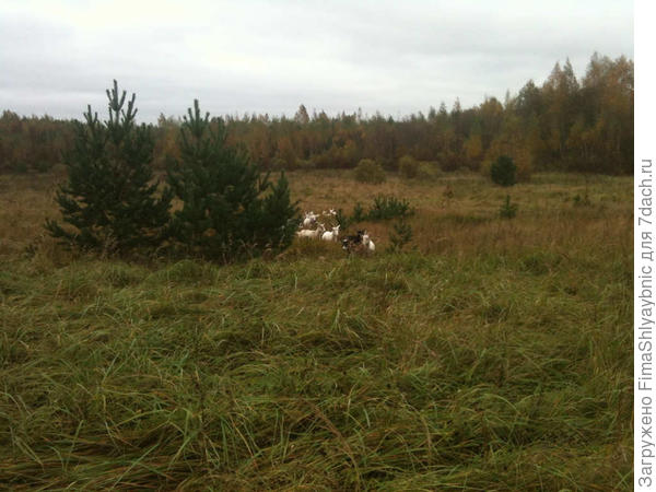 Козы бегут в гору