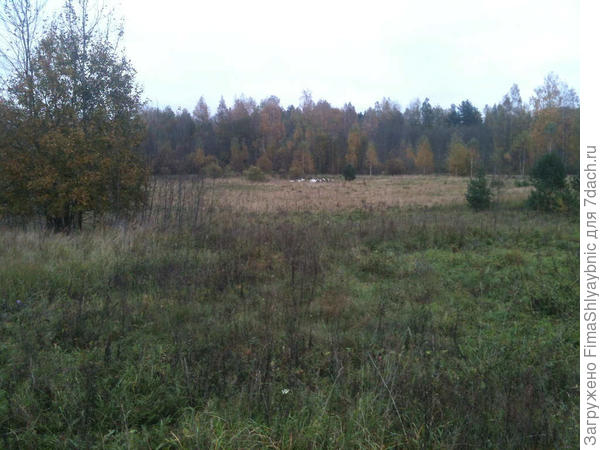 Вдалеке козы