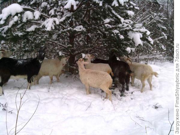 Сосенка и козы