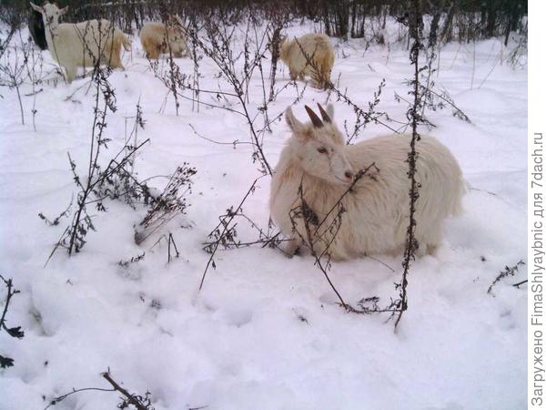 Принцесса в снегу