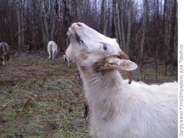 Беме выросла