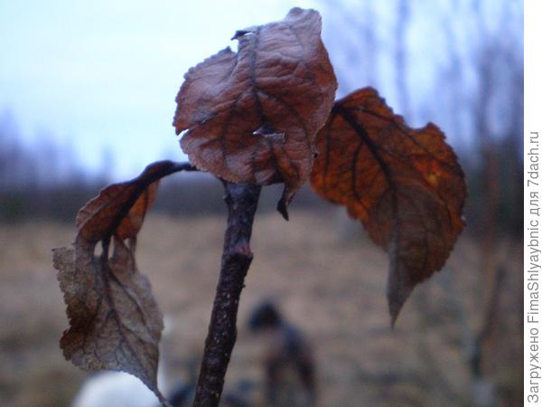 Листья, не подвластные ветру и дождю