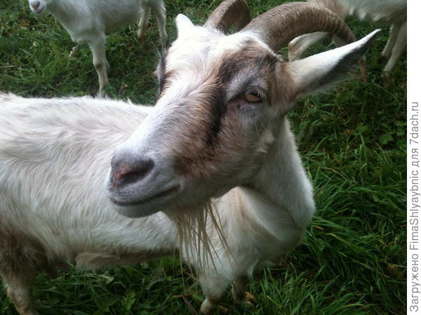 Как сделать кормушки для коз под сено в сараи