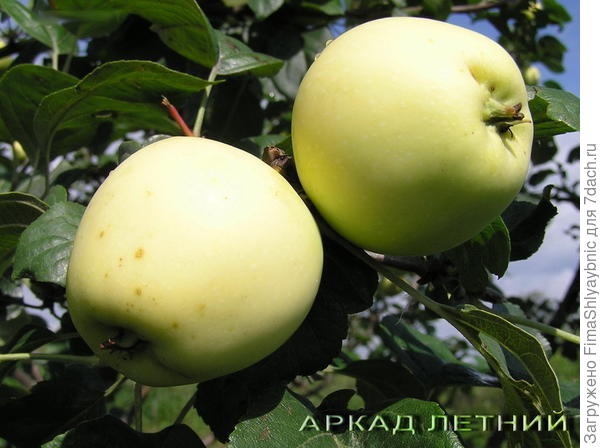 Описание и тонкости выращивания яблони сорта Краса Свердловска