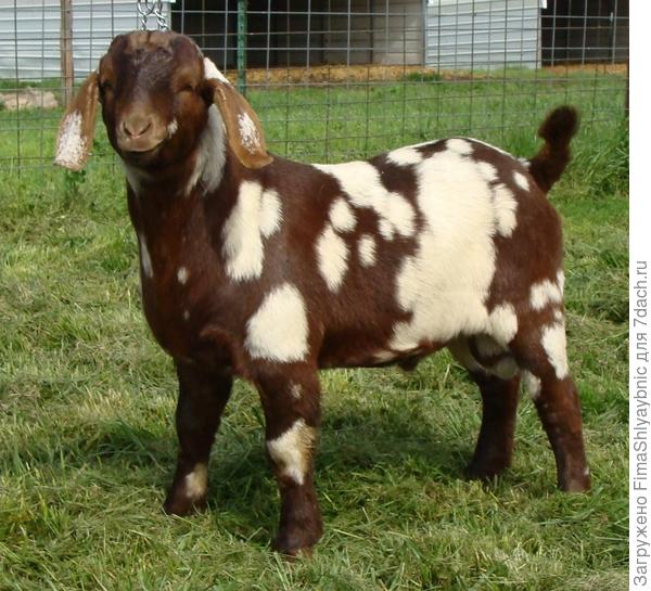 Козы .Фото с сайта criserboergoatranch.com