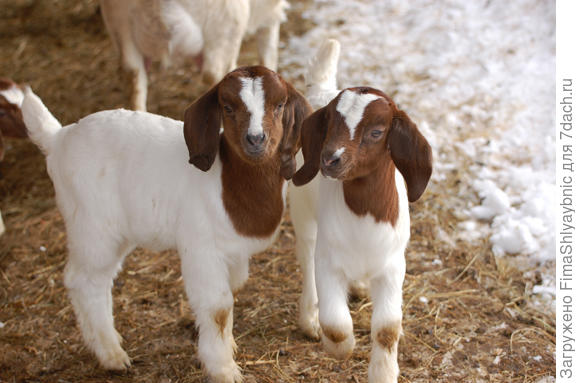 Козлятки бурской породы коз. Фото с сайта vtsheepandgoat.org
