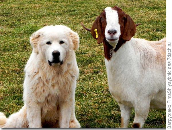 Друг человека и еда человека. Фото с сайта caneruncreekboergoats.com