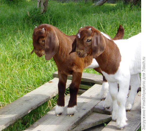Козлята бурской породы коз. Фото с сайтаcadenzaboergoats.com