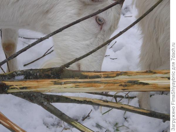 У нее обед