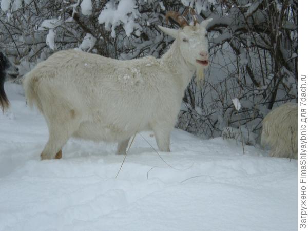 Коза и снег