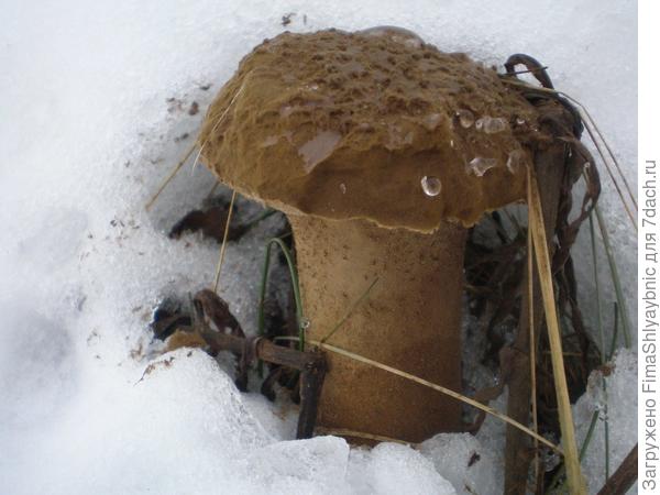 Нашли гриб с козами